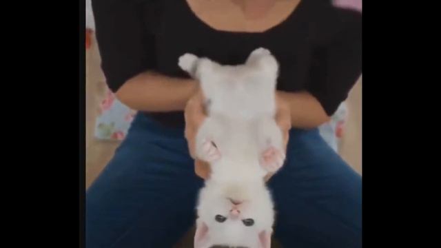 САМЫЕ МИЛЫЕ ВИДЕО С КОТИКАМИ | THE CUTIEST KITTEN VIDEOS #7 смотреть онлайн