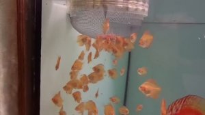 Кормление дискусов артемией.