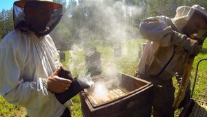 Медведь на пасеке ворует мёд