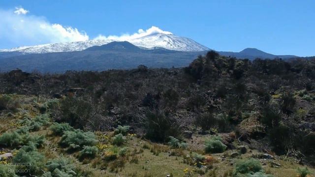 Beautiful Forest Relaxation with Soothing music | Relax, Meditate, Work, Study, Sleep смотреть онлайн