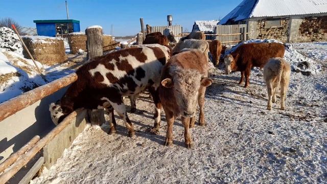 Беспривязное содержание быков, прогулка после лечения от кашля смотреть онлайн