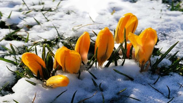 А ЗАВТРА ВЕСНА! смотреть онлайн