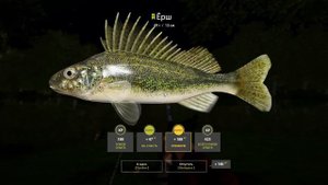 Ёрш • р.Северский Донец • Русская рыбалка 4