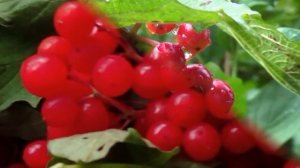 Горька ягода