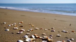 Шум Моря крики Чаек,для сна,расслабления,учёбы.