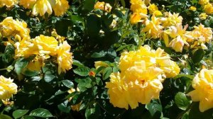 Peer Gynt Roses.