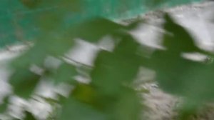 Кошка съела воробья