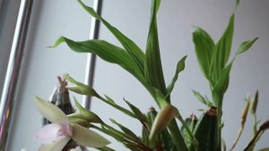 Lycaste tricolor, содержание и уход.