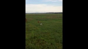 Derby Dogs at Summer Camp training