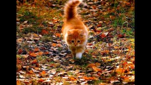 моя любимая планета и Сочи  музыка Сергея Коновалова город Брянск