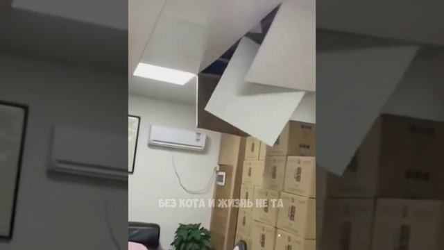 неадекватные коты смотреть онлайн