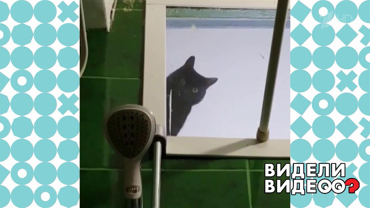 Хозяин под кошачьим контролем. Видели видео? Фрагмент выпуска от 18.10.2020