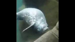 *ШОК КОНТЕНТ!* ОТКУДА ПОЯВИЛСЯ МЕМ, ГДЕ СОБАКА ДЕЛАЕТ "BONK"? (РАЗОБЛАЧЕНИЕ МЕМОВ #1)