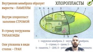 Л.14 | ПОЛУАВТОНОМНЫЕ ОРГАНОИДЫ КЛЕТКИ | ОБЩАЯ БИОЛОГИЯ ЕГЭ