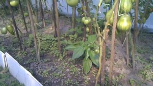 Томаты и халапеньо в теплице.