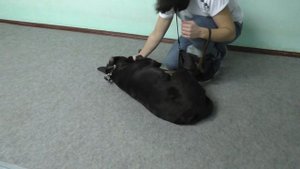01. Расслабление собак в конце тренировки.