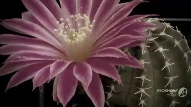 Цветки кактуса (Cactus flower)