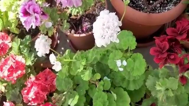 CUIDADO CON LAS PLAGAS DEL GERANIO смотреть онлайн