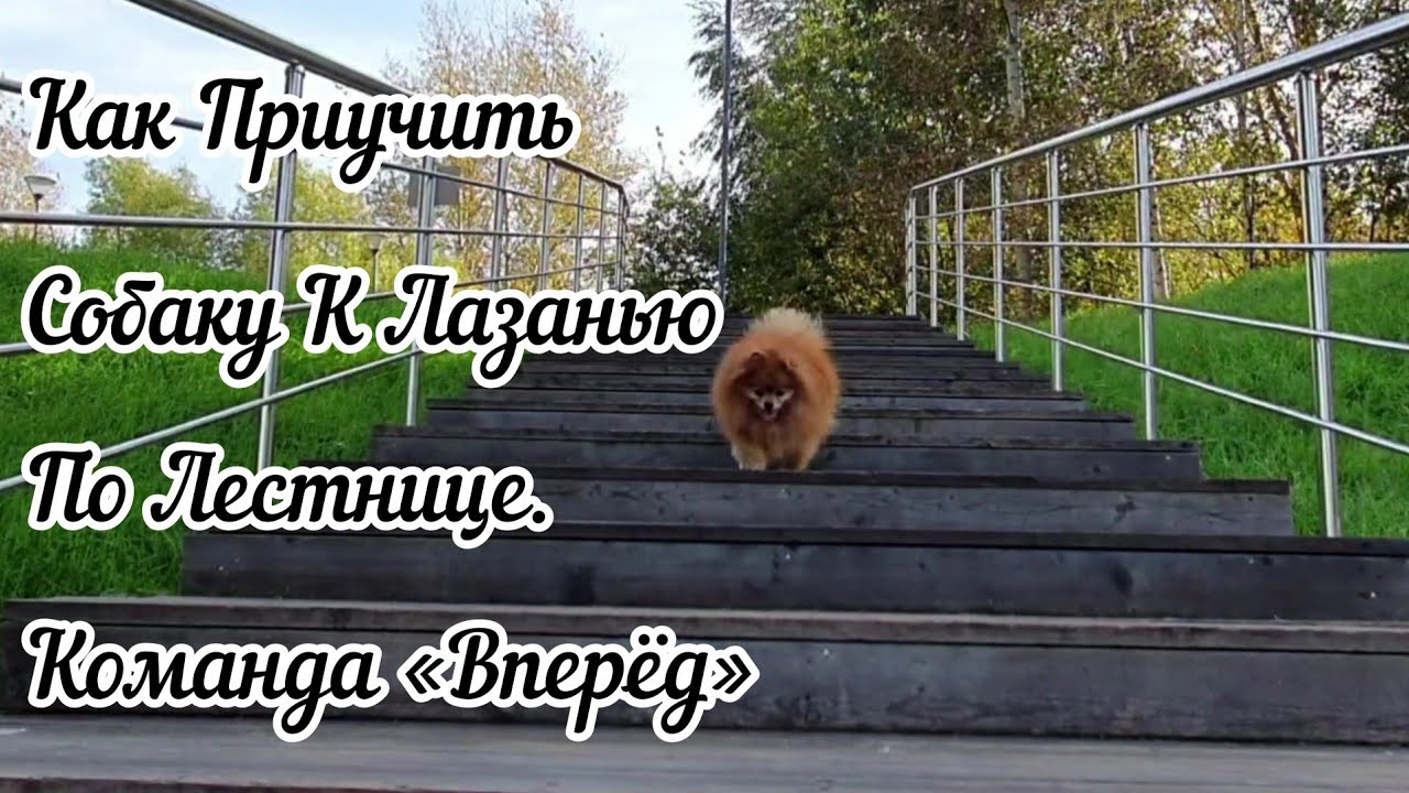 Как Приучить Собаку К Лазанью По Лестнице. Команда «Вперёд» смотреть онлайн