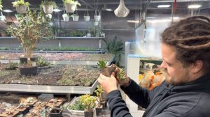 БОНСАЙ ИЗ КРАССУЛЫ В СТИЛЕ КАСКАД. ПЕРЕСАЖИВАЕМ ДЕНЕЖНОЕ ДЕРЕВО В ГОРШОК И ЗАДАЕМ ФОРМУ ПРОВОЛОКОЙ