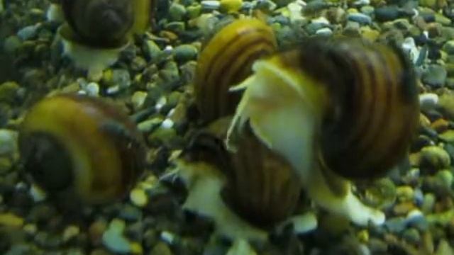 Ампулярии( tатьяна) смотреть онлайн