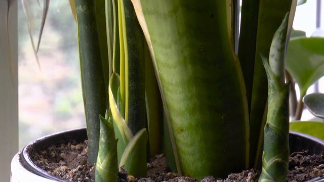 Sansevieria - Growth Time Lapse смотреть онлайн