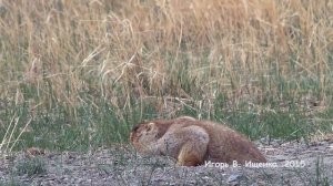 Монольские сурки тарбаганы  Часть 1