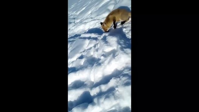 Лиса и рыбак в Валдайском районе смотреть онлайн