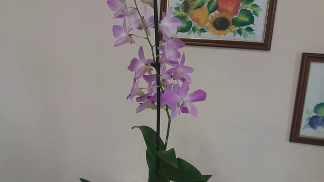 Дендробиум SA-NOOK 27 августа 2020 г. смотреть онлайн