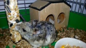 Хомяк обжора Смешное видео hamster Funny Videos