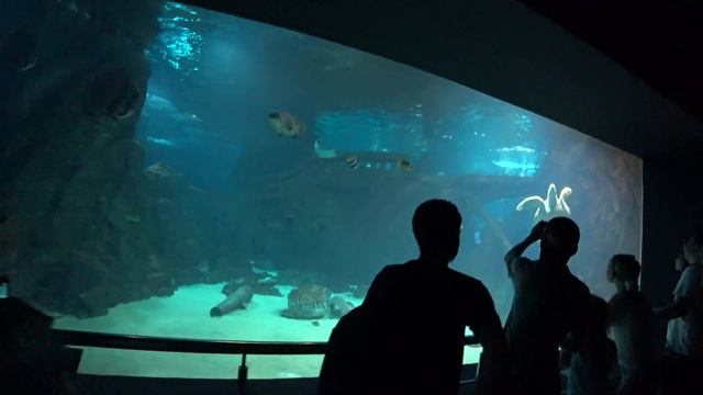 Сочи "Океанариум". Наши впечатления. Стоит ли туда идти? смотреть онлайн