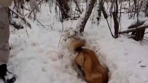 Охота С Лайкой На Енота