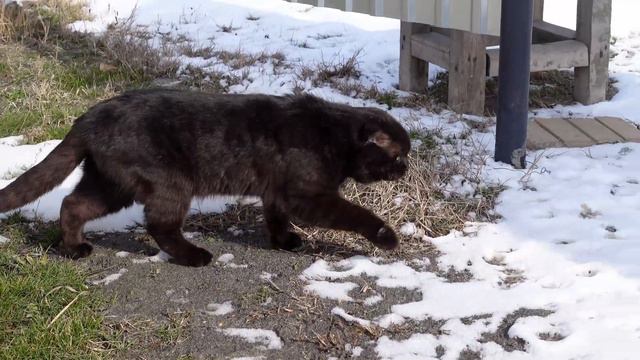 Тайная жизнь домашних кошек. С улицы. смотреть онлайн