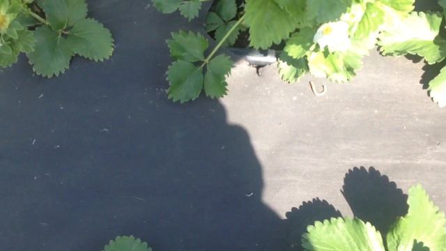 Сорт Сальса. (Звоните 8-903-308-46-14) смотреть онлайн