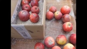 Сбор яблок,и их хранение.