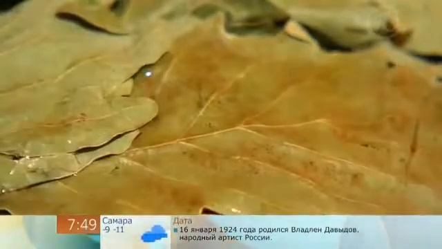 Банные веники в Краснодаре, подбор веника для бани.