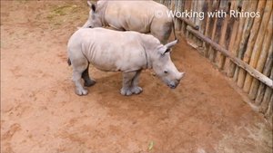 Плач носорогов :(