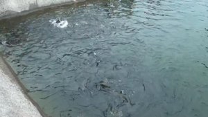 Форелевое хозяйство в Адлере.