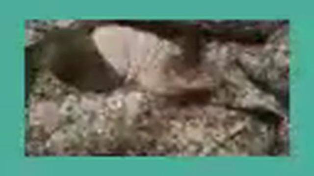 Подарок коту на новый год-свитер смотреть онлайн