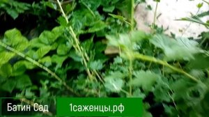 Крыжовник Самурай