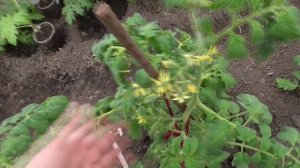 Томаты в теплице - нужны ли им пчелы для опыления? Как опылиться томатам при закрытых дверях? Трясти