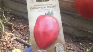 Новый томат «Сахарный гигант», поспешите купить!