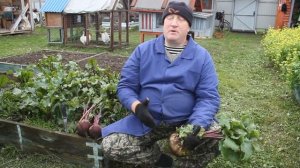 СВЕКЛА В РАЦИОНЕ КОРМЛЕНИЯ КУР НЕСУШЕК.  ЗООТЕХНИЯ В МАССЫ .