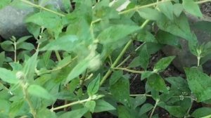 НОВИНКА!!! О ней мало кто знает! СИНИЕ ЦВЕТЫ- Лучший выбор для сада!!! КАРЛИКОВАЯ буддлея БЛЮ ЧИП