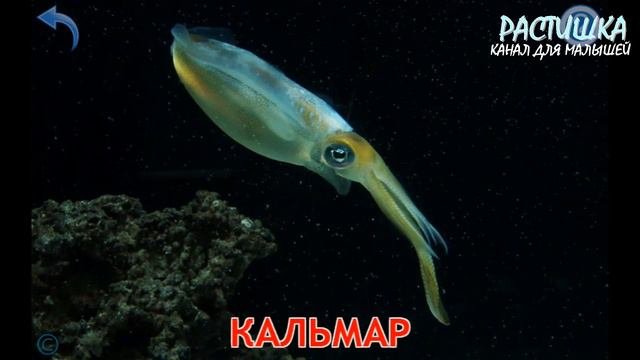 МОРСКИЕ ЖИВОТНЫЕ. УЧИМ АНГЛИЙСКИЙ. ПЕРВЫЕ СЛОВА русс+англ