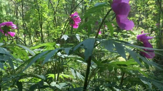 Пион уклоняющийся (марьин корень) в Саяно-Шушенском заповеднике. смотреть онлайн