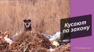 Мы не обязаны их полностью ликвидировать - Марина Попова об отлове  бродячих собак