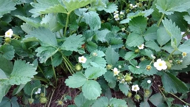 Срочно подкормите клубнику во время цветения для большого урожая смотреть онлайн