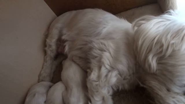 Мальтийская болонка. Щенки. День 7й смотреть онлайн