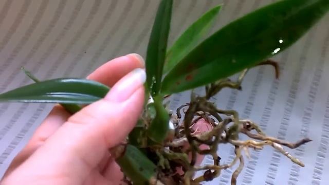 ОРХИДЕЯ которая растет на дереве!!! Orchid on a tree. #broughtoniaorchid #Доминиканна смотреть онлайн